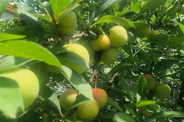 李子的成熟时间，一般是6-9月份左右