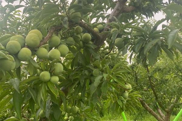 李子的成熟时间，一般是6-9月份左右