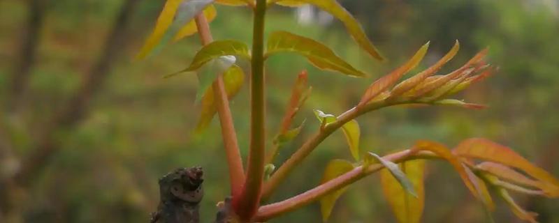 香椿芽怎么养殖，每天提供7小时以上的光照