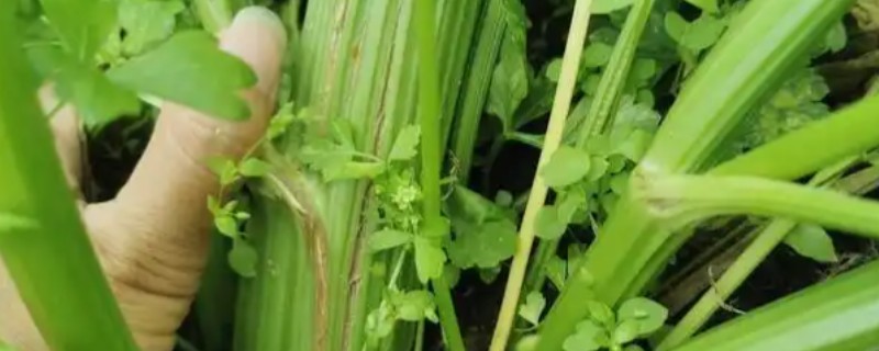 西芹叶柄空心开裂的原因，可能是土壤缺硼所致