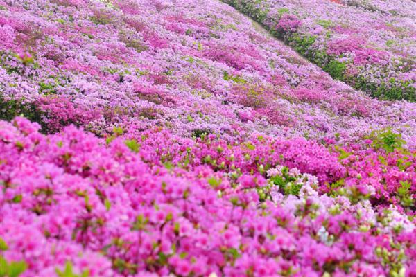 朝鲜的国花是什么，是金达莱
