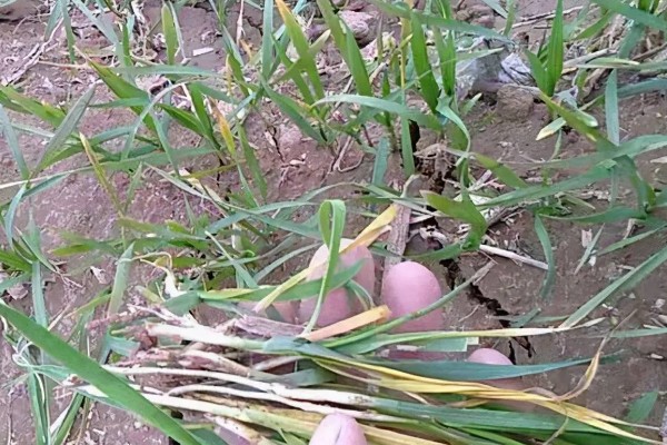 防治小麦根腐病的方法，种植抗病品种并适时播种