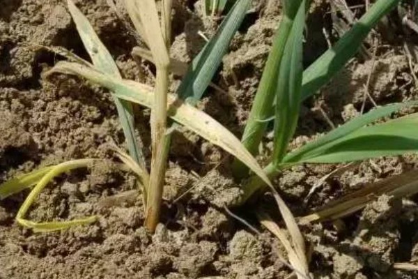 防治小麦根腐病的方法，种植抗病品种并适时播种