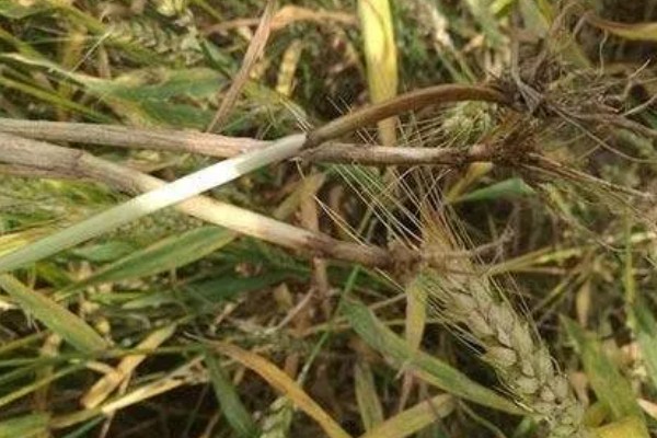 防治小麦根腐病的方法，种植抗病品种并适时播种
