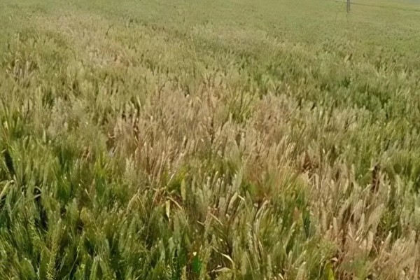 防治小麦根腐病的方法，种植抗病品种并适时播种