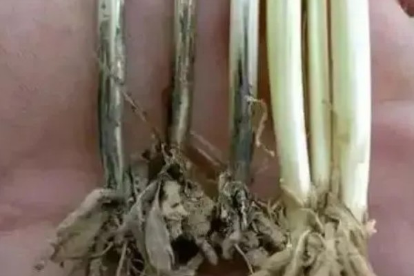 防治小麦根腐病的方法，种植抗病品种并适时播种
