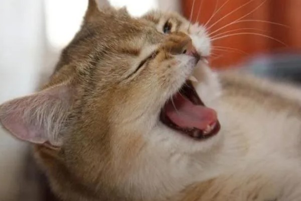 猫洗澡后打喷嚏是不是感冒了，可能是感冒了