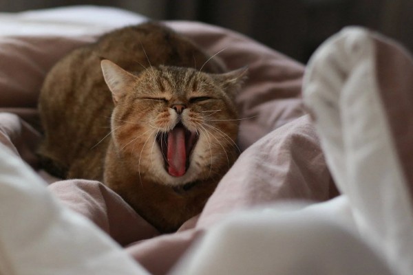 猫洗澡后打喷嚏是不是感冒了，可能是感冒了