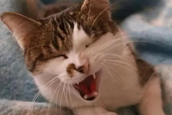 猫洗澡后打喷嚏是不是感冒了，可能是感冒了
