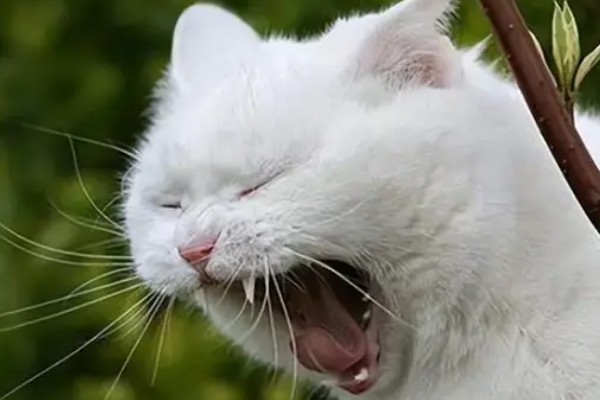 猫洗澡后打喷嚏是不是感冒了，可能是感冒了