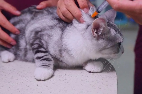 猫洗澡后打喷嚏是不是感冒了，可能是感冒了
