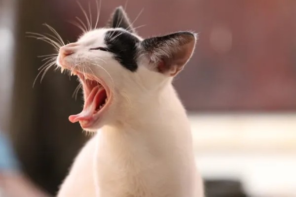 猫洗澡后打喷嚏是不是感冒了，可能是感冒了