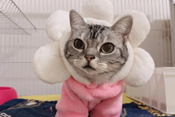猫洗澡后打喷嚏是不是感冒了，可能是感冒了