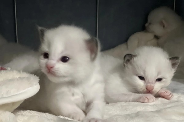猫洗澡后打喷嚏是不是感冒了，可能是感冒了