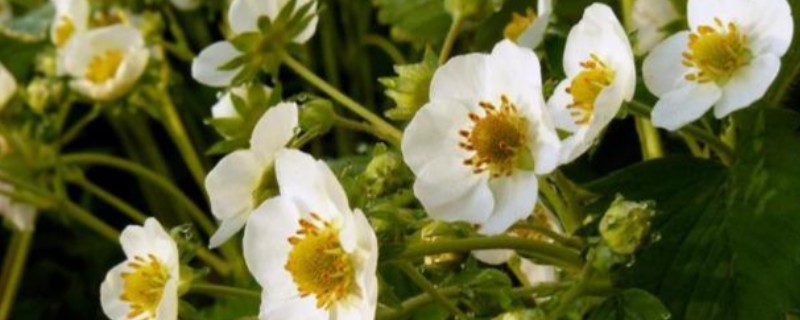 怎样促进草莓花芽分化，让植株获得充足的光照