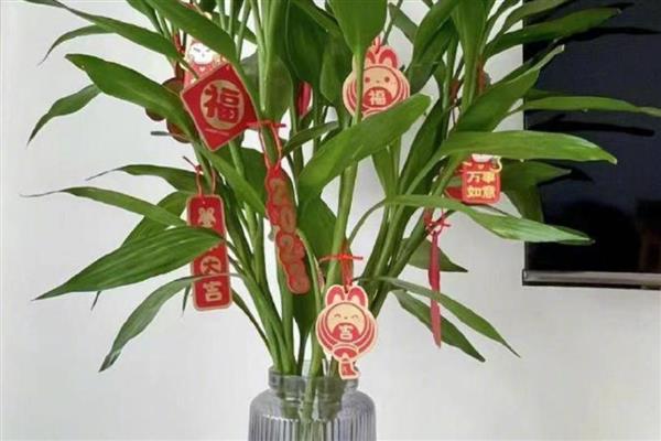 富贵竹叶子发黄如何处理，缺少水分要浇水保湿