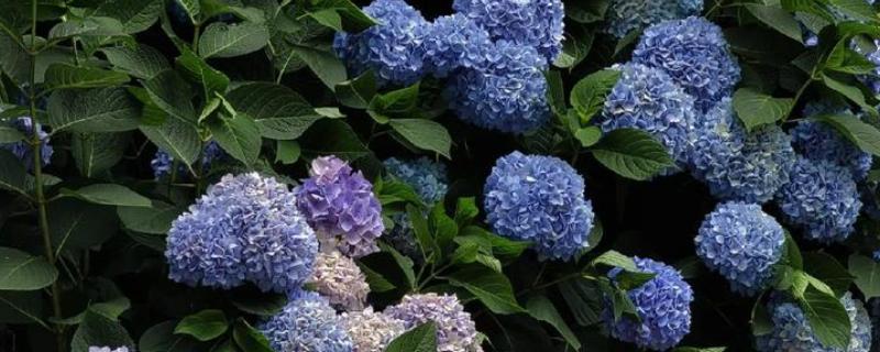 绣球花能不能喷水，夏季喷水可以降低温度