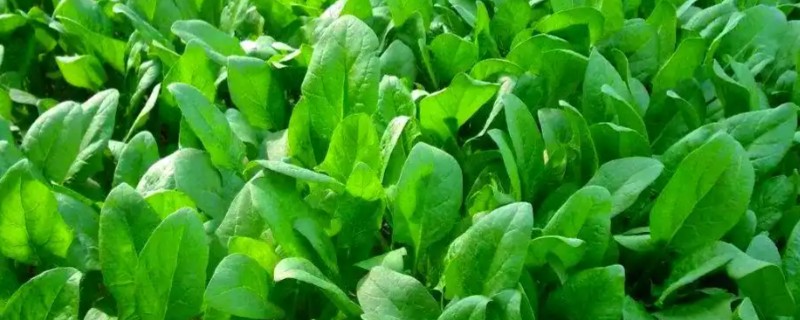 为什么夏天不能种菠菜，因为夏天气温太高了