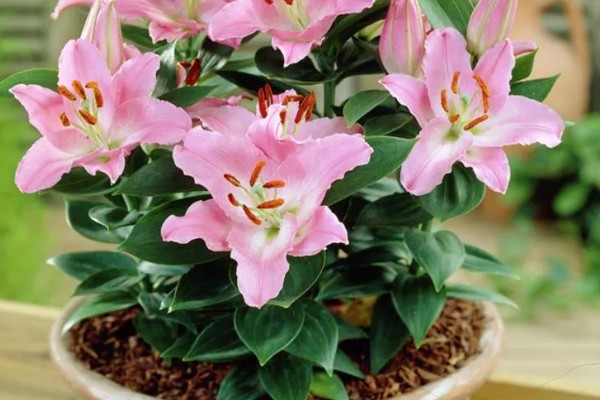 百合花有毒吗,百合对人无毒