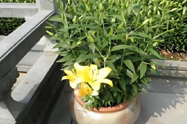 百合花有毒吗,百合对人无毒