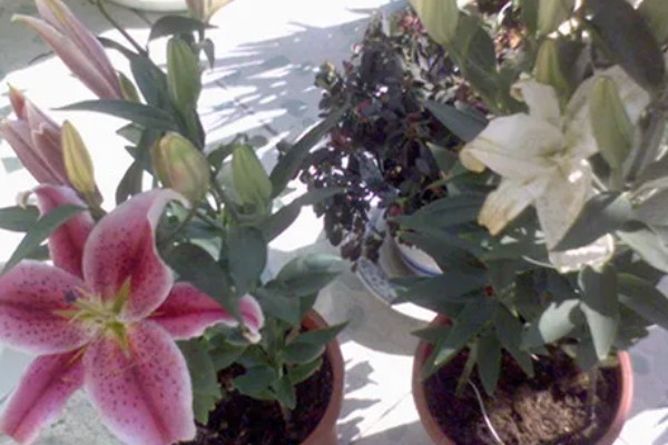 百合花有毒吗,百合对人无毒