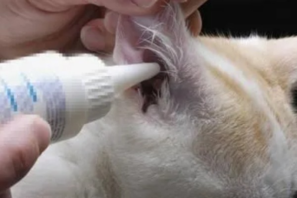 猫咪耳螨如何正确防治,清洗耳道后滴加耳药