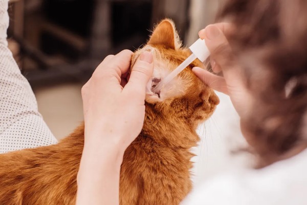 猫咪耳螨如何正确防治,清洗耳道后滴加耳药