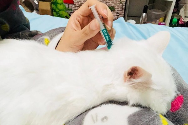 猫咪耳螨如何正确防治,清洗耳道后滴加耳药