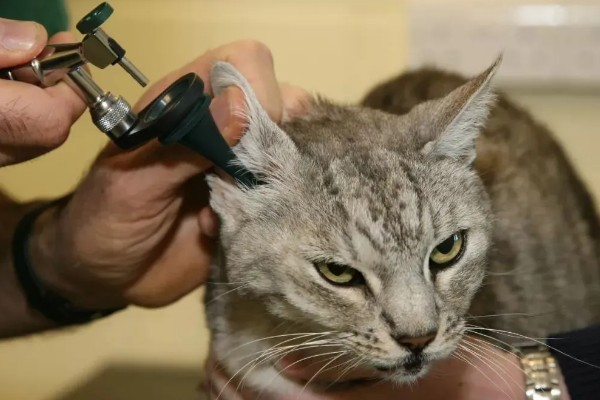 猫咪耳螨如何正确防治,清洗耳道后滴加耳药