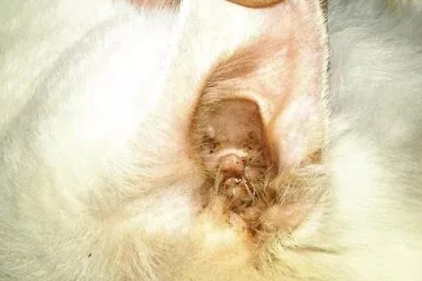 猫咪耳螨如何正确防治,清洗耳道后滴加耳药
