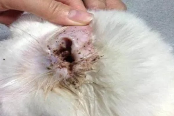 猫咪耳螨如何正确防治,清洗耳道后滴加耳药