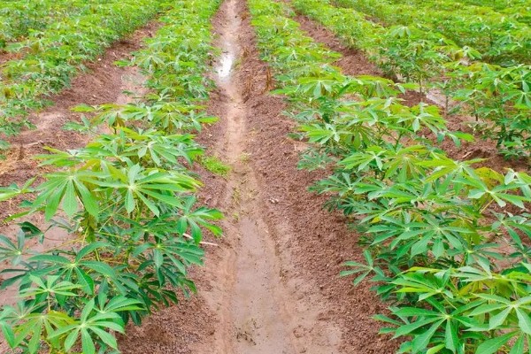木薯种植期几个月能收获,生长期大约为10个月