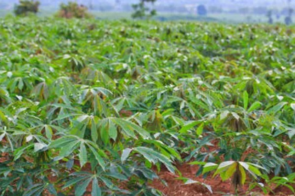 木薯种植期几个月能收获,生长期大约为10个月