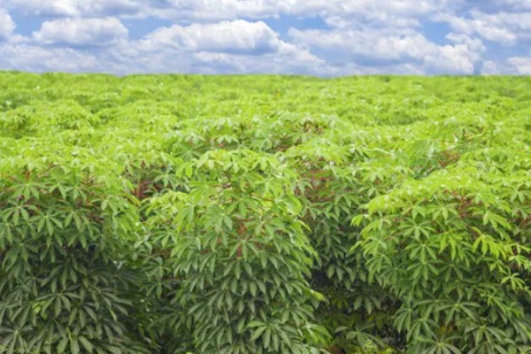 木薯种植期几个月能收获,生长期大约为10个月