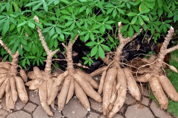 木薯种植期几个月能收获,生长期大约为10个月