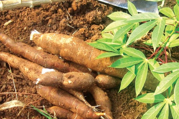 木薯种植期几个月能收获,生长期大约为10个月