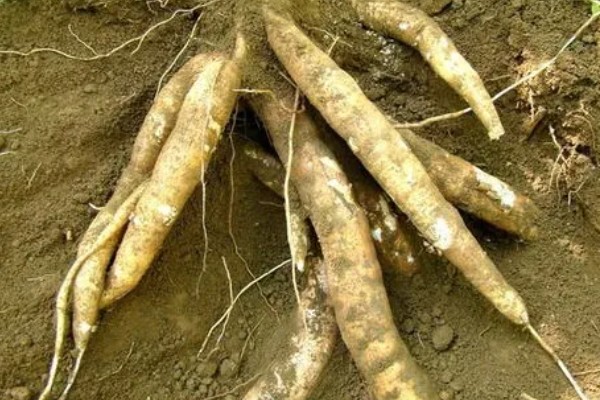 木薯种植期几个月能收获,生长期大约为10个月