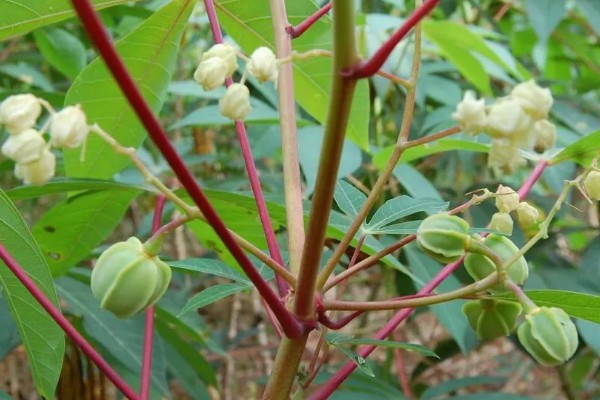 木薯种植期几个月能收获,生长期大约为10个月
