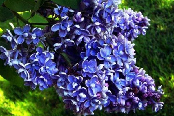 丁香花的花语,寓意美好的初恋、纯洁的青春等