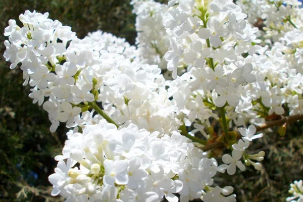 丁香花的花语,寓意美好的初恋、纯洁的青春等