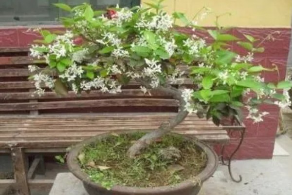丁香花的花语,寓意美好的初恋、纯洁的青春等