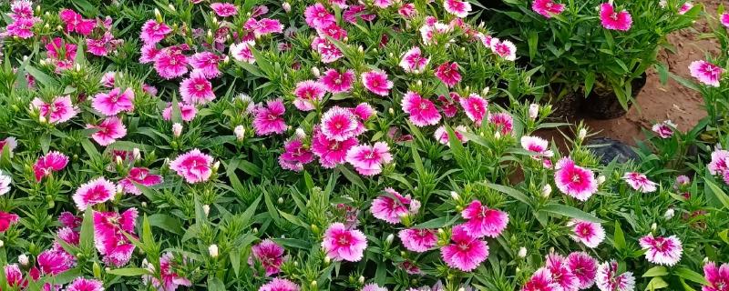 五彩石竹有没有毒，属于无毒植物可以净化空气