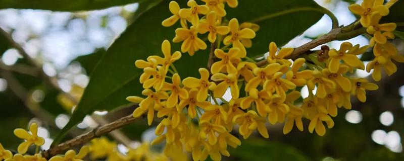 桂花的产地，有四川、陕南、云南等地