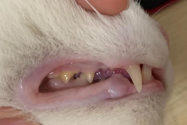 猫为什么有牙结石,可能是没有定期刷牙等因素所致