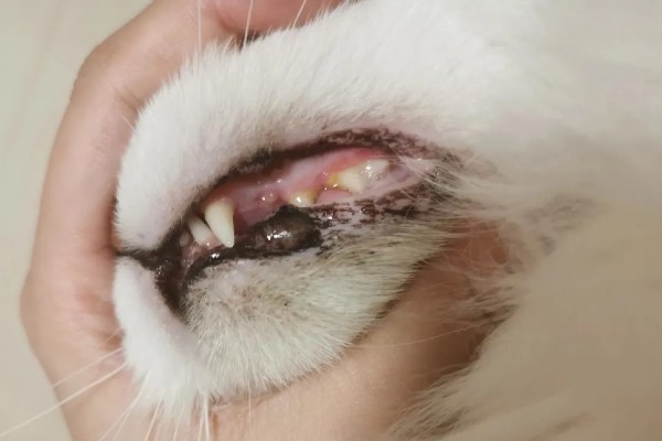 猫为什么有牙结石,可能是没有定期刷牙等因素所致