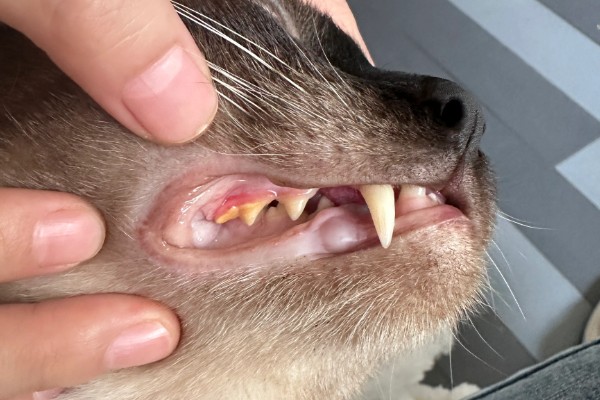 猫为什么有牙结石,可能是没有定期刷牙等因素所致
