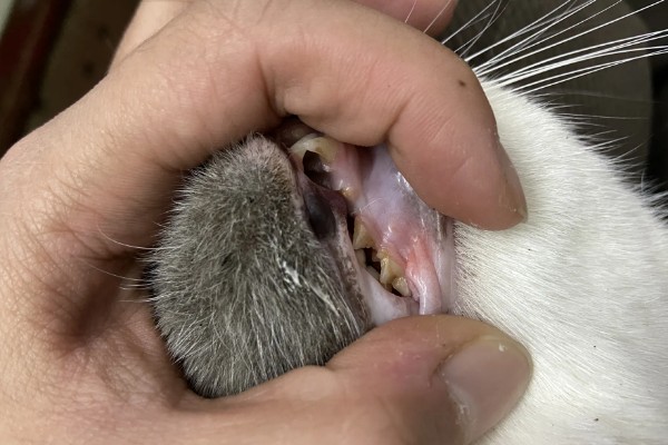 猫为什么有牙结石,可能是没有定期刷牙等因素所致