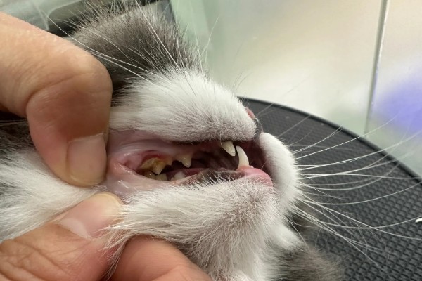 猫为什么有牙结石,可能是没有定期刷牙等因素所致