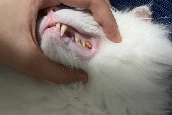 猫为什么有牙结石,可能是没有定期刷牙等因素所致