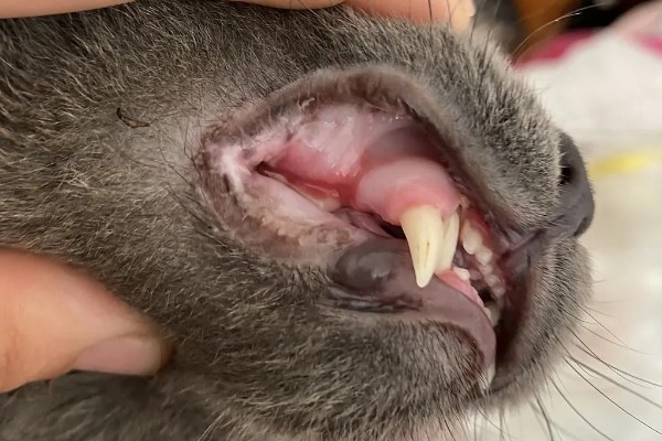 猫为什么有牙结石,可能是没有定期刷牙等因素所致